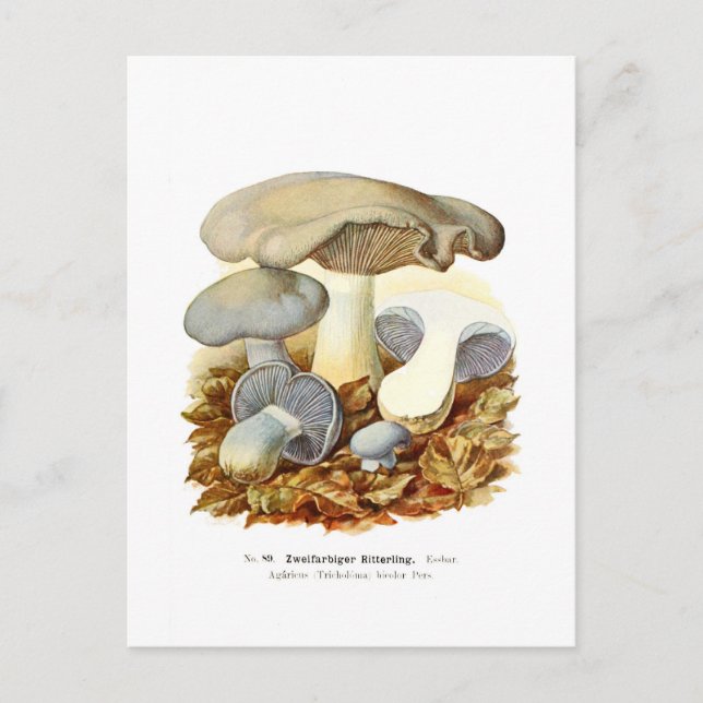 Carte Postale Agaricus bicolore (Devant)
