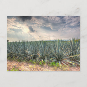 Carte Postale Agave bleue