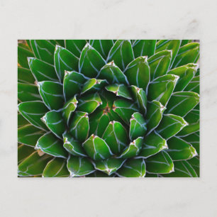 Carte postale Agave Cactus