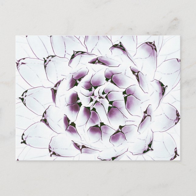 Carte postale Agave Cactus (Devant)