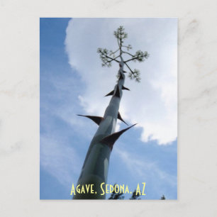 Carte Postale Agave, Sedona, AZ