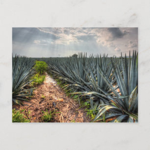 Carte Postale Agave Tequilana