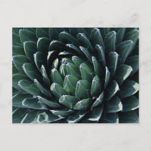 Carte Postale Agave verte