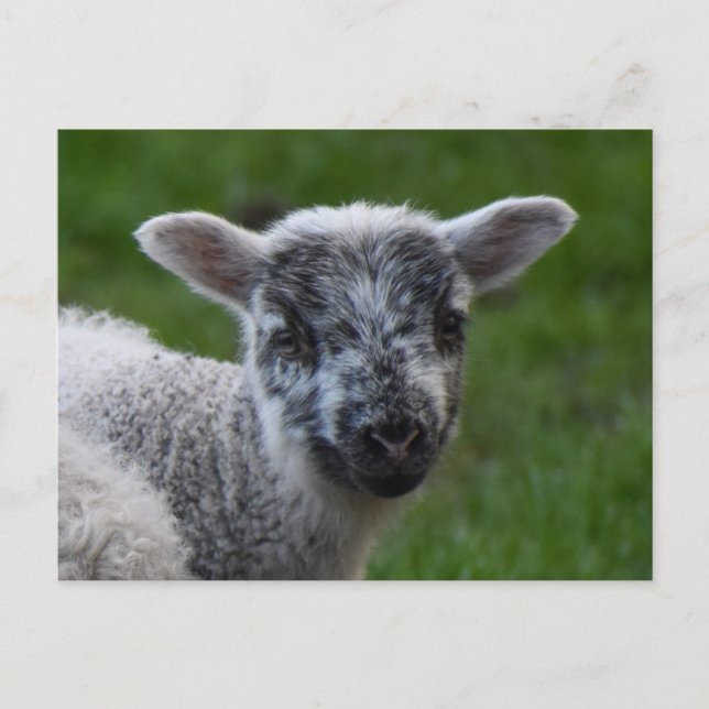 Carte Postale Agneau (Devant)