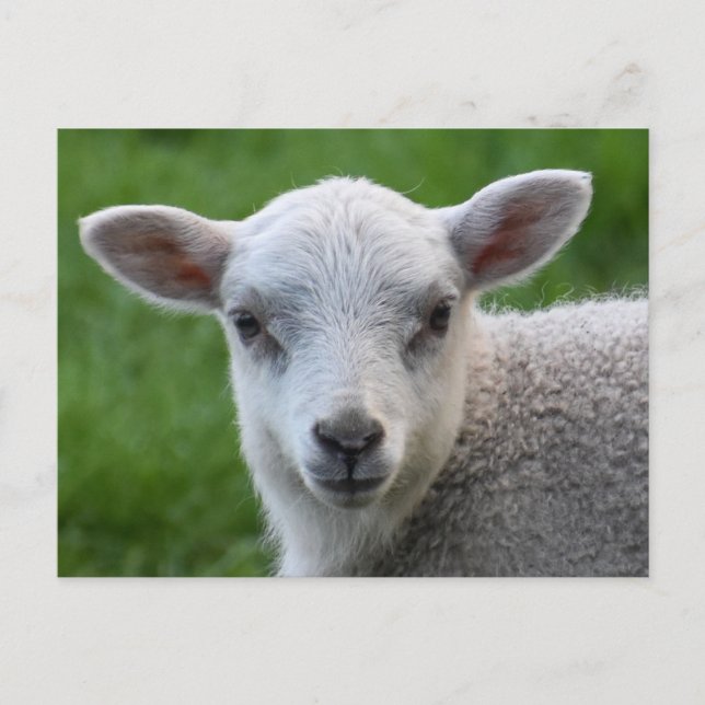Carte Postale Agneau (Devant)