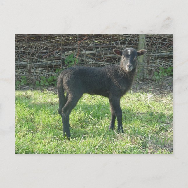 Carte Postale Agneau 2012 - Ladymermaid (Devant)
