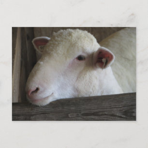 Carte Postale Agneau de repos