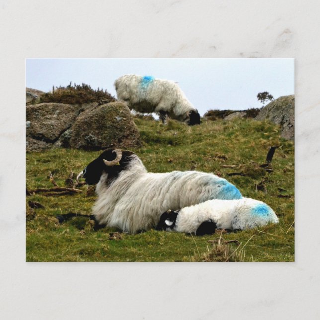 Carte Postale Agneau dormant près du bois de Wistman (Devant)