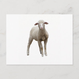Carte Postale agneau isolé sur arrière - plan blanc