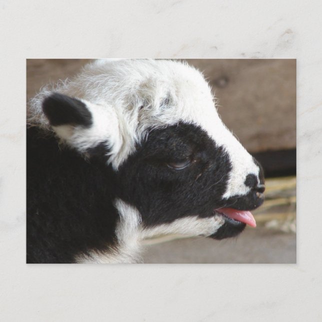 Carte Postale Agneau nouveau-né (Devant)