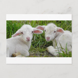 Carte Postale Agneau Twin Baby Animal Penser De Vous