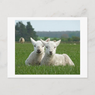 Carte Postale Agneaux de printemps