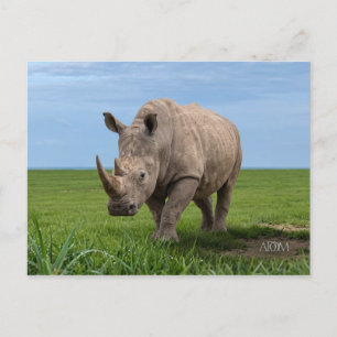 Carte Postale Agrandissement de photo de rhinocéros debout sur u