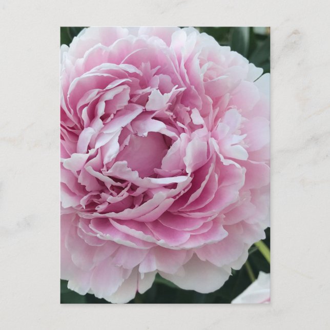 Carte Postale Agréable Peony rose Perky Photo (Devant)