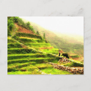 Carte Postale Agriculteur chinois