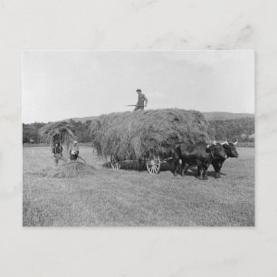 Carte Postale Agriculteurs coupant le foin, 1906