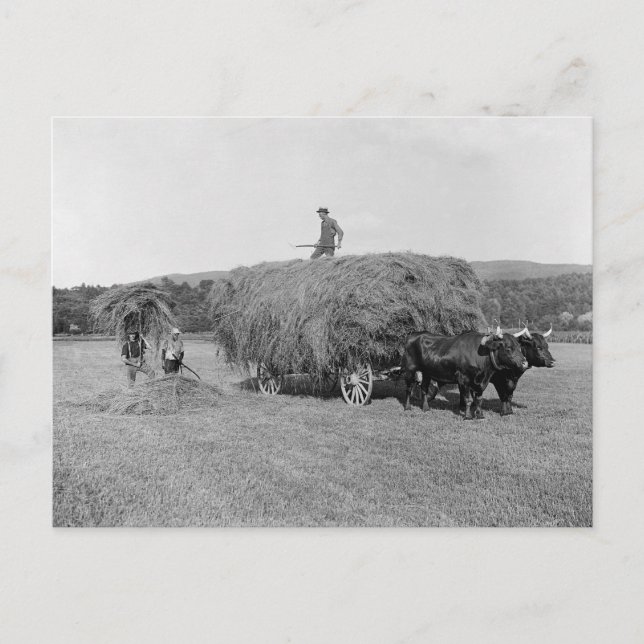 Carte Postale Agriculteurs coupant le foin, 1906 (Devant)
