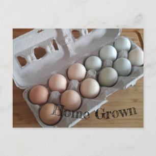Carte Postale Agritourisme Oeufs frais Accueil Cultivé Vert rose