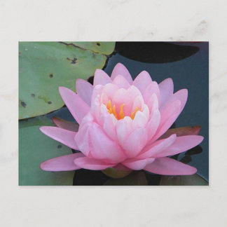 Carte postale AH-Pink Water Lily