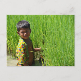 Carte Postale Aider dans les pâtes de riz
