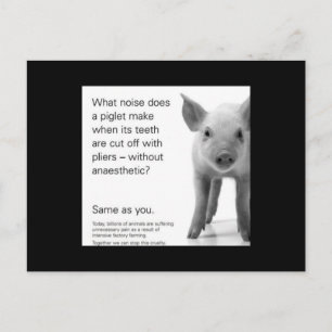 Carte Postale Aidez les Piglets !