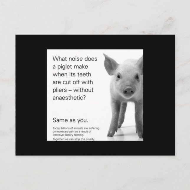 Carte Postale Aidez les Piglets ! (Devant)