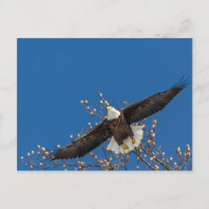 Carte Postale Aigle