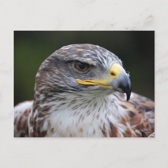Carte Postale Aigle (Devant)