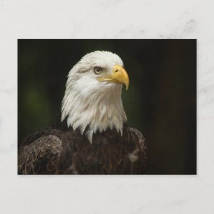 Carte Postale Aigle