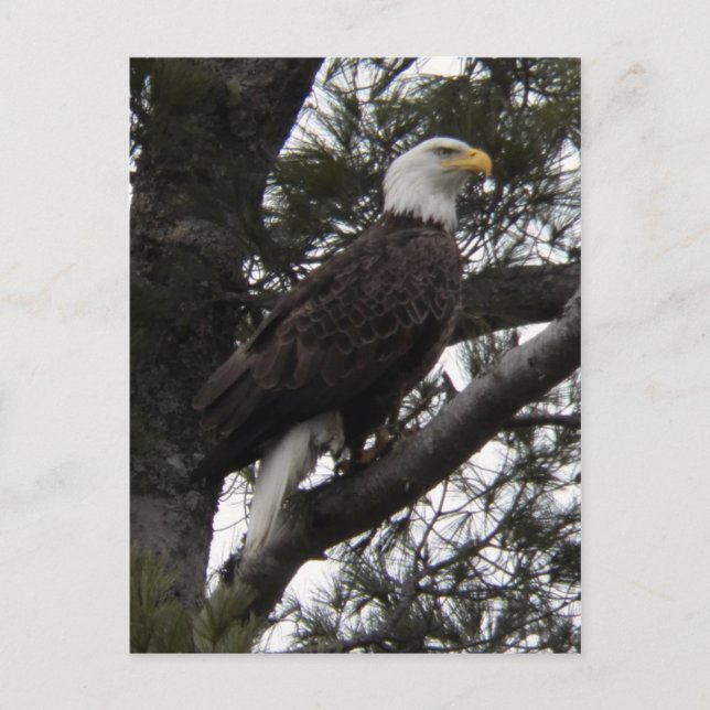 Carte Postale Aigle 10 (Devant)