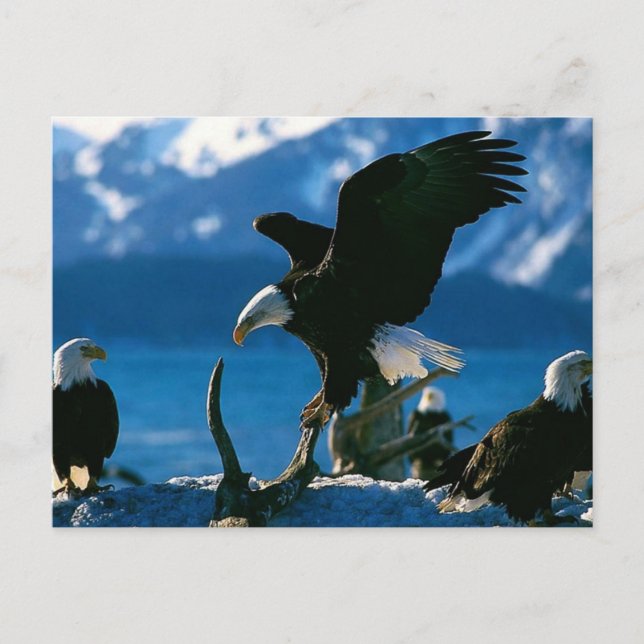Carte Postale Aigle 19 (Devant)