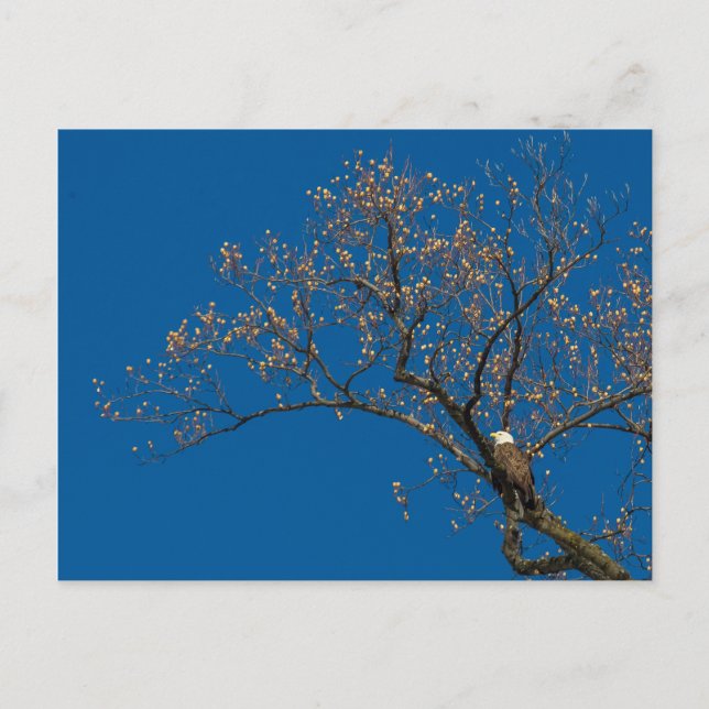 Carte Postale Aigle À Balles Dans Un Arbre À Tulipes (Devant)