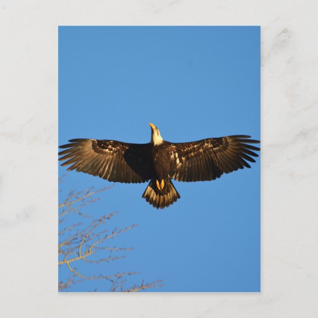 Carte Postale Aigle à tête blanche (Devant)