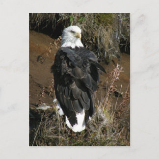 Carte Postale Aigle à tête blanche adulte sur la montagne Ballyh