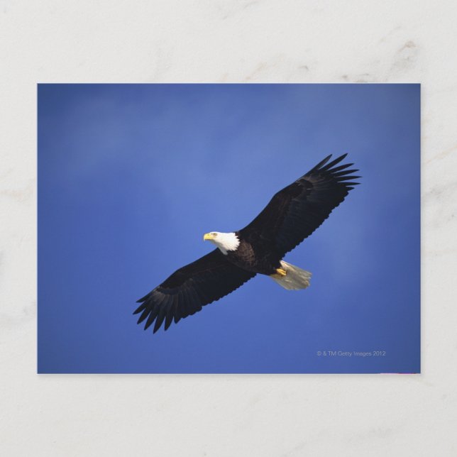 Carte Postale Aigle à tête blanche, Alaska (Devant)