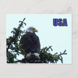 Carte Postale Aigle à tête blanche américaine