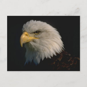 Carte Postale Aigle à tête blanche américaine