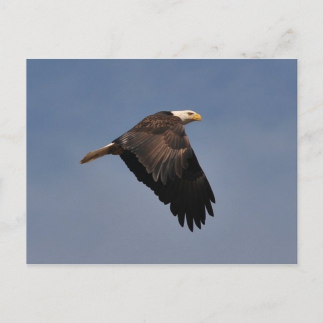 Carte Postale Aigle à tête blanche américaine (Devant)