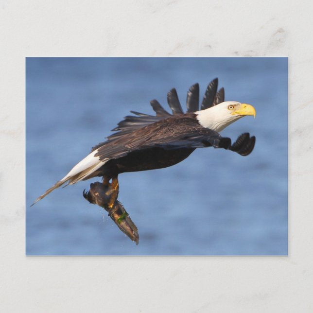 Carte Postale Aigle à tête blanche américaine (Devant)