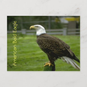 Carte Postale Aigle à tête blanche américaine