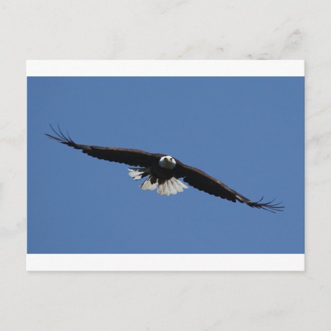 Carte Postale Aigle à tête blanche américaine (Devant)