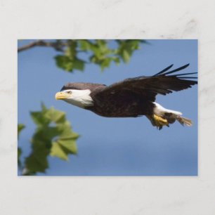 Carte Postale Aigle à tête blanche dans le ciel bleu en vol