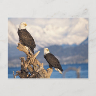 Carte Postale aigle à tête blanche, Haliaeetus leuccocephalus, p