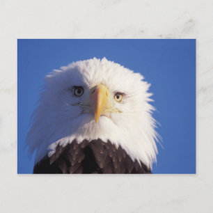 Carte Postale aigle à tête blanche, Haliaeetus leucocephalus,