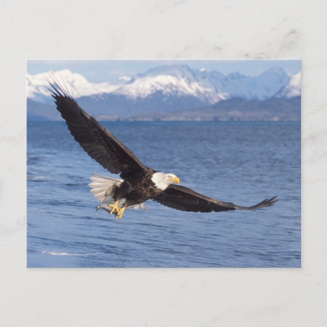 Carte Postale aigle à tête blanche, Haliaeetus leucocephalus, en (Devant)