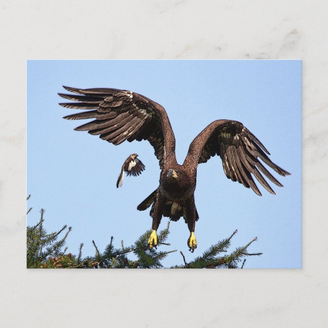 Carte Postale Aigle à tête blanche juvénile décolle (Devant)