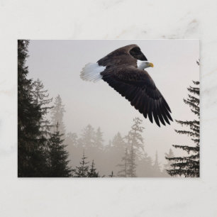 Carte Postale Aigle à tête blanche planant à travers la brume