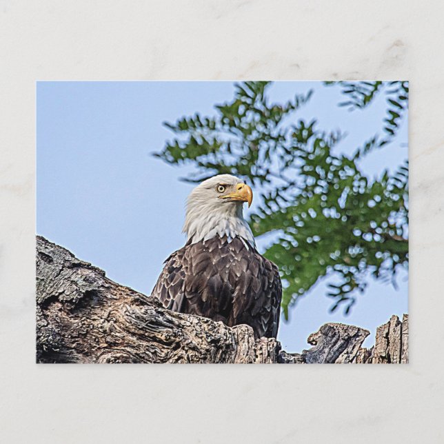 Carte Postale Aigle à tête blanche sur une branche d'arbre (Devant)