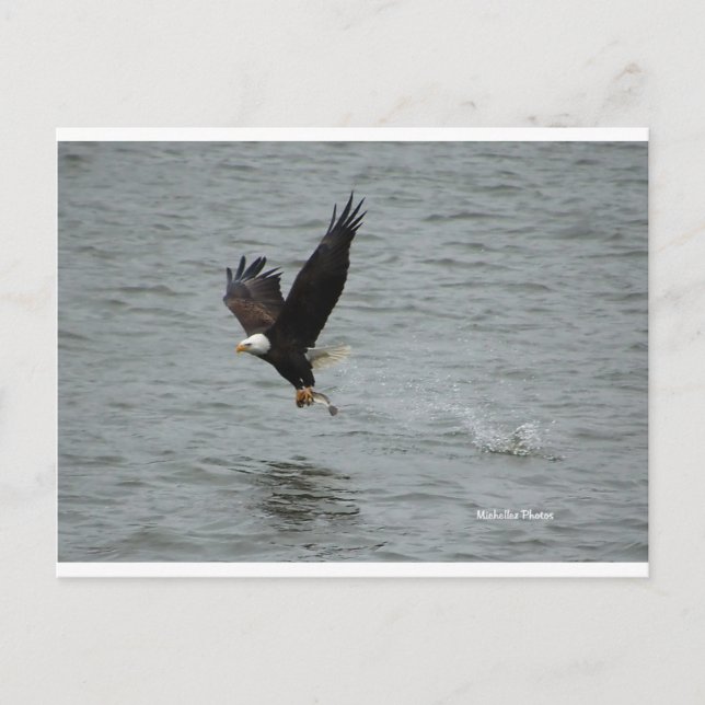 Carte Postale Aigle attrapant un poisson (Devant)
