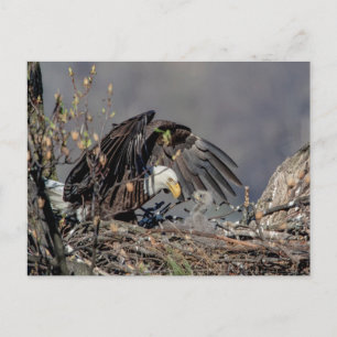 Carte Postale Aigle avec son bébé